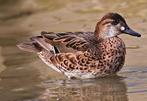 Baikal taling vrouw, Dieren en Toebehoren, Pluimvee, Vrouwelijk, Gans of Zwaan