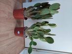 Opuntia Microdasys - Schijfcactus / Konijnenoor H: 58-60 cm., Huis en Inrichting, Cactus, Minder dan 100 cm, Halfschaduw, Ophalen