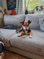 Te koop kindvriendelijk puppy 8 maanden, Dieren en Toebehoren, Honden | Jack Russells en Terriërs, Parvo, Reu, Eén hond, Nederland