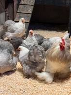 Broedeieren Cochin Bobtail, Ophalen of Verzenden, Nieuw, Overige typen