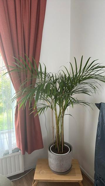 Kentiapalm 120 cm met pot beschikbaar voor biedingen