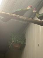 Te koop kweekkoppel Roodkuif Toerakos., Meerdere dieren, Tropenvogel, Geringd