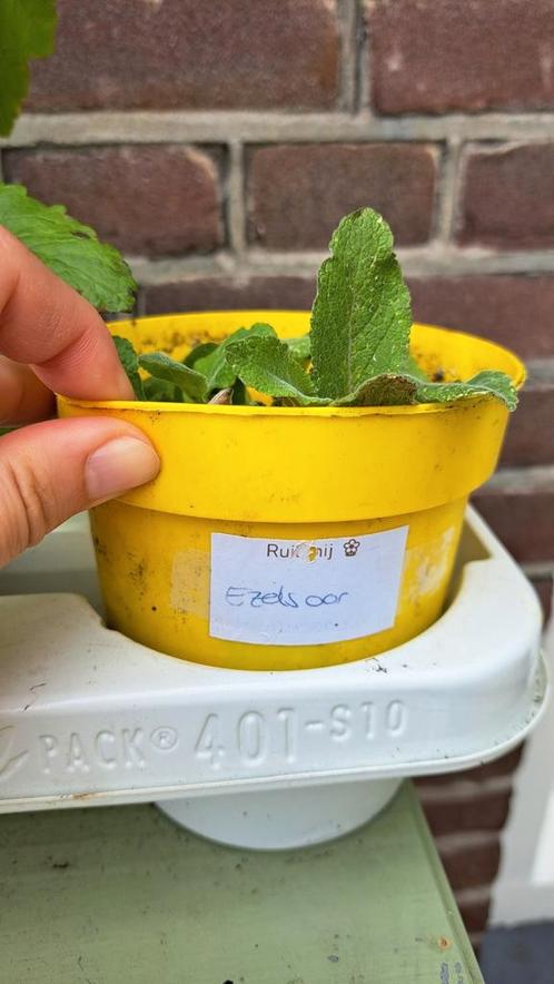 Ezelsoor, Tuin en Terras, Planten | Tuinplanten, Volle zon, Zomer, Ophalen