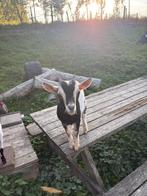 Dwerggeit bok, Dieren en Toebehoren, Schapen, Geiten en Varkens, Mannelijk, Geit