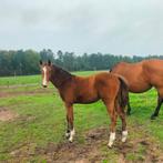 Hengst veulens kwpn springen gefokt, Dieren en Toebehoren, Paarden, Ruin, Springpaard, 0 tot 2 jaar