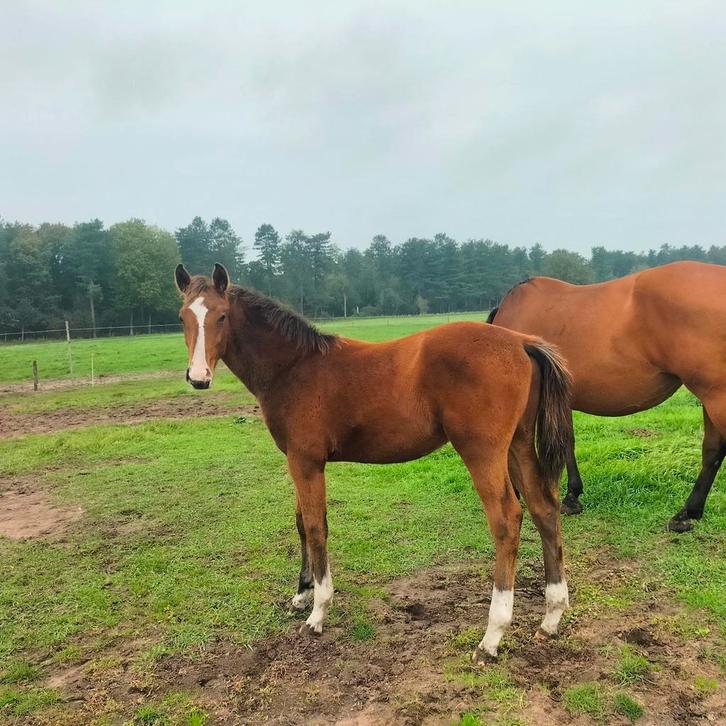 Hengst veulens kwpn springen gefokt, Dieren en Toebehoren, Paarden, Ruin, 0 tot 2 jaar, Springpaard