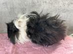 Lunkarya cavia, Cavia, Mannelijk, November, Tam