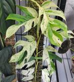 Epipremnum pinnatum marble king gewortelde stekken, Huis en Inrichting, Kamerplanten, Ophalen of Verzenden, Halfschaduw, Minder dan 100 cm