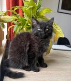 Ragdoll kitten te koop, Dieren en Toebehoren, Poes, Ontwormd, 0 tot 2 jaar