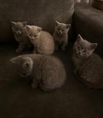 Britse korthaar kitten, Dieren en Toebehoren, Katten en Kittens | Overige Katten, Meerdere dieren, Kortharig, 0 tot 2 jaar