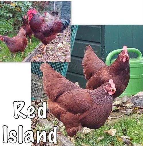 Broedeieren van de Red Island kippen, Dieren en Toebehoren, Pluimvee, Kip, Vrouwelijk