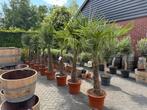 Palmboom | trachycarpus | fortunei | wijnvat, Ophalen, Zomer, Volle zon, Palmboom