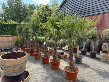 Palmboom | trachycarpus | fortunei | wijnvat  beschikbaar voor biedingen
