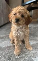 Mini labradoodle reu mini doodle pups, Dieren en Toebehoren, CDV (hondenziekte), 8 tot 15 weken, Meerdere, Nederland