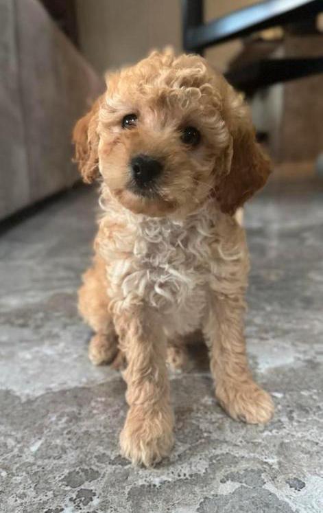 Mini labradoodle reu mini doodle pups, Dieren en Toebehoren, Honden | Chihuahua's en Gezelschapshonden, Reu, Overige rassen, Particulier
