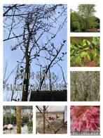 Ulmus minor ‘gladde iep/ veldiep’ Stamomtrek 10 cm, Tuin en Terras, Planten | Bomen, In pot, Halfschaduw, Lente, Overige soorten