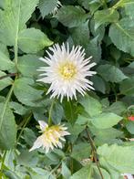 Dahlia knol ‘My Love’, Ophalen of Verzenden, Volle zon, Knol