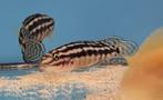 julidochromis marieri - tanganyika, Dieren en Toebehoren, Vissen | Aquariumvissen, Vis, Zoetwatervis
