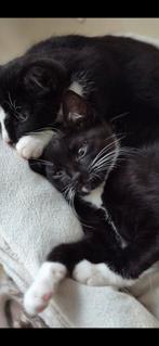 Super sociale kittens mix europese korthaar. 13 weken oud., Dieren en Toebehoren, Katten en Kittens | Raskatten | Korthaar, Meerdere dieren