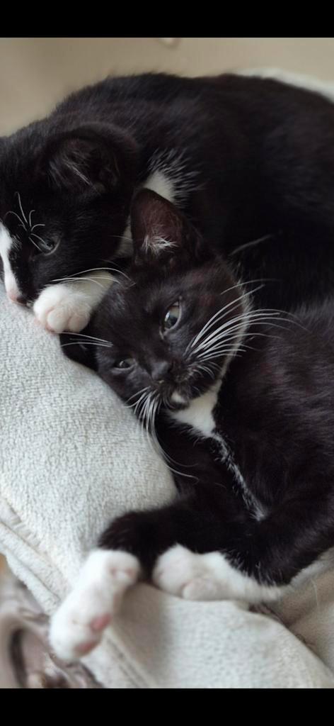 Super sociale kittens mix europese korthaar. 13 weken oud., Dieren en Toebehoren, Katten en Kittens | Raskatten | Korthaar, Meerdere dieren