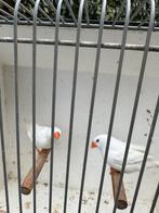 Witte zebravink 2025, Dieren en Toebehoren, Vogels | Overige Vogels, Vrouwelijk