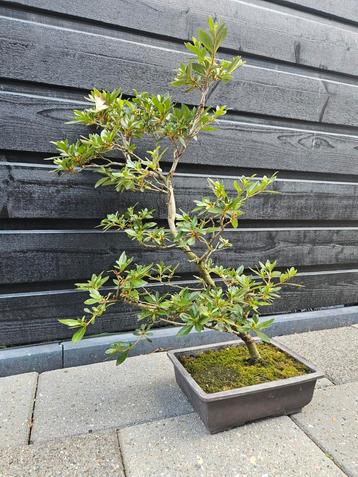 Azalea Satsuki Bonsai beschikbaar voor biedingen
