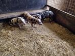 Bentheimer biggen te koop, half juni geboren €.125,-, Dieren en Toebehoren, Meerdere dieren, Varken, 0 tot 2 jaar