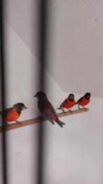 Kapoetsensijs man wildkleur, Meerdere dieren, Tropenvogel, Geringd