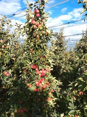 Appelbomen mooie karakteristieke fruitbomen Elstar beschikbaar voor biedingen