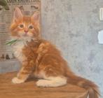 Maine coon kittens met stamboom,polydactyl, Russisch lijn, Dieren en Toebehoren, Katten en Kittens | Raskatten | Langhaar, Meerdere dieren