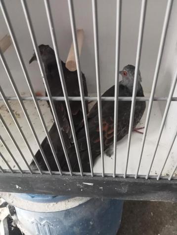 Dusky tortels  beschikbaar voor biedingen