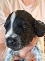 Cockapoo pup reutje, Overige rassen, CDV (hondenziekte), 8 tot 15 weken, Meerdere