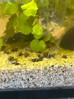 Helena slakken, Dieren en Toebehoren, Vissen | Aquariumvissen, Slak of Weekdier