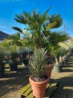 Mediterrane bomen, Tuin en Terras, Planten | Bomen, Volle zon, Ophalen of Verzenden