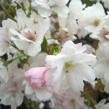 Roze japanse sierkers zuilvorm Prunus Amanogawa beschikbaar voor biedingen