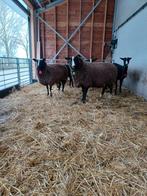 Zwartbles  schapen, Dieren en Toebehoren, Schapen, Geiten en Varkens, Vrouwelijk, Schaap