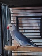 Halsbandparkiet violet bleekstaart split opaline, Dieren en Toebehoren, Vogels | Parkieten en Papegaaien, Mannelijk, Parkiet, Geringd