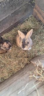 Vrouwtjes konijn, Dieren en Toebehoren, Konijnen, Vrouwelijk, Middelgroot