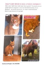 Vermist Rode Kater Bram, beloning voor vinder wie heeft Bram, Dieren en Toebehoren
