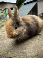 Dwerg konijntje, Dieren en Toebehoren, Konijnen