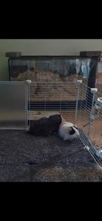 Cavia's, Cavia, Mannelijk, Tam, Oktober