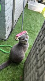 Brits  kort haar doe snel een poes/kter reserveren, Dieren en Toebehoren, Katten en Kittens | Raskatten | Korthaar, Meerdere dieren