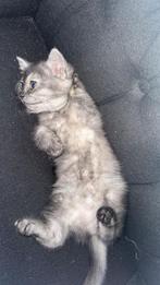 Kittens, Kater, 0 tot 2 jaar