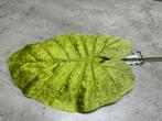 Alocasia blad fluweel groen 12 stuks, Ophalen of Verzenden, Nieuw