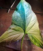 Syngonium Albo Variegata, Huis en Inrichting, Kamerplanten, Ophalen of Verzenden, Halfschaduw, Minder dan 100 cm