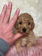 2 Maltipoo teefjes 1500€geteste ouders, Nederland, Overige rassen, 8 tot 15 weken, Teef