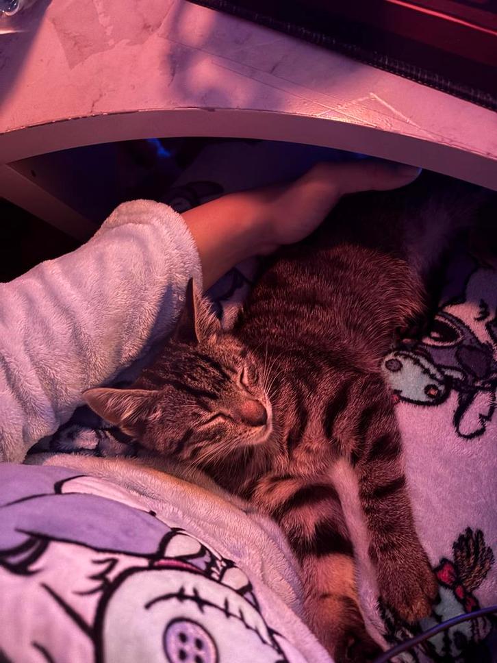 Kitten zoekt gouden mandje!, Dieren en Toebehoren, Katten en Kittens | Overige Katten, Kater