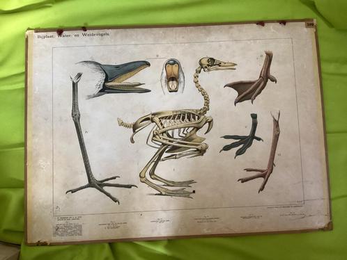 Antieke schoolplaat, water- en weidevogels, herkauwers, Antiek en Kunst, Antiek | Schoolplaten, Aardrijkskunde, Ophalen