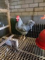 3 hanen te koop (Amrock, Marans en Australorp), Mannelijk, Kip