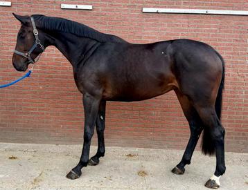 Schitterende 3 jarige Fürst Zonik x Chacco Blue beschikbaar voor biedingen